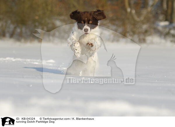 running Dutch Partridge Dog / KB-04324