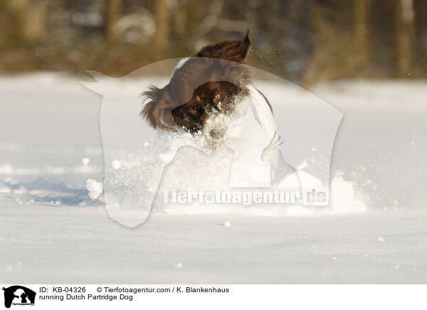 running Dutch Partridge Dog / KB-04326