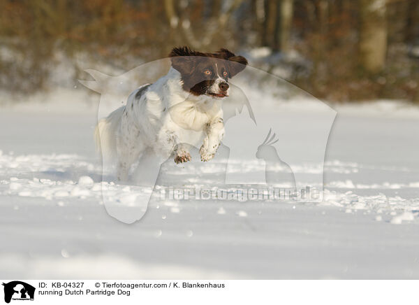 running Dutch Partridge Dog / KB-04327