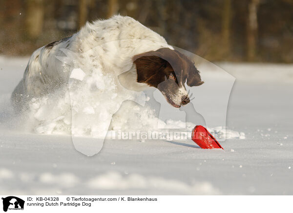 running Dutch Partridge Dog / KB-04328