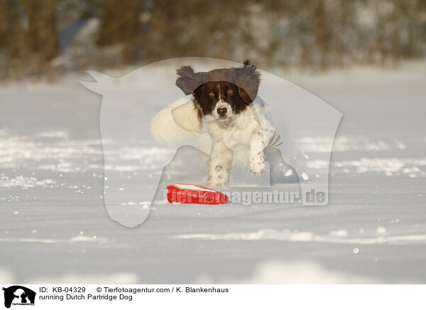 running Dutch Partridge Dog / KB-04329