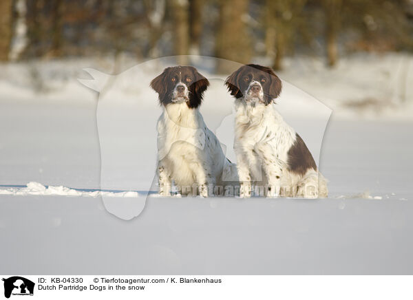 Dutch Partridge Dogs in the snow / KB-04330