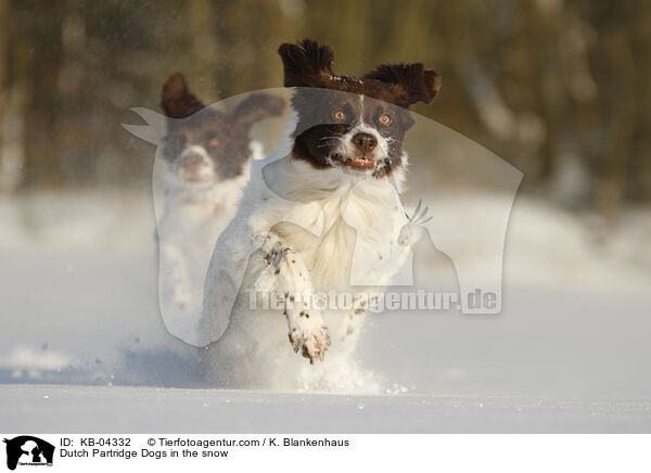 Dutch Partridge Dogs in the snow / KB-04332