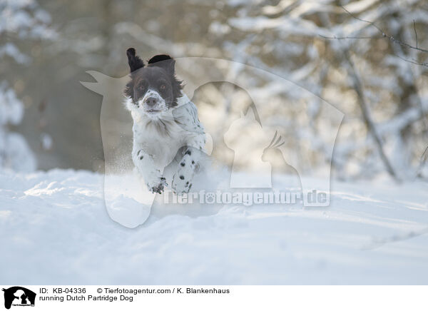 running Dutch Partridge Dog / KB-04336