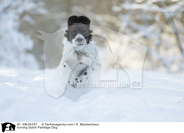 running Dutch Partridge Dog / KB-04337
