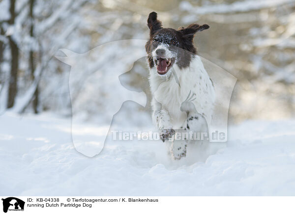 running Dutch Partridge Dog / KB-04338