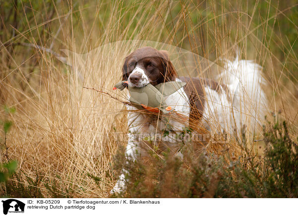 retrieving Dutch partridge dog / KB-05209