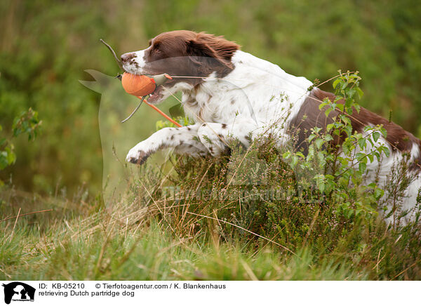 retrieving Dutch partridge dog / KB-05210