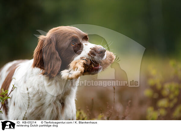 retrieving Dutch partridge dog / KB-05214