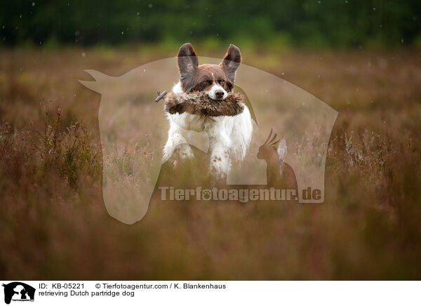 retrieving Dutch partridge dog / KB-05221