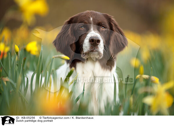 Dutch partridge dog portrait / KB-05256