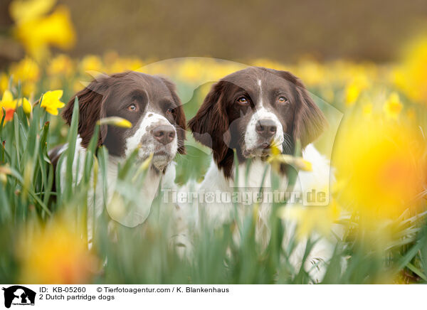 2 Dutch partridge dogs / KB-05260