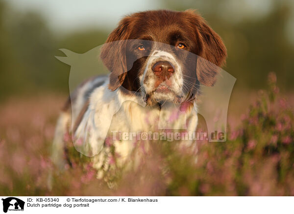 Dutch partridge dog portrait / KB-05340
