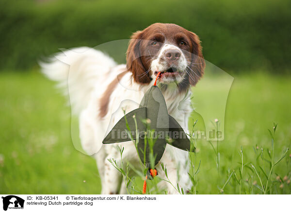 retrieving Dutch partridge dog / KB-05341