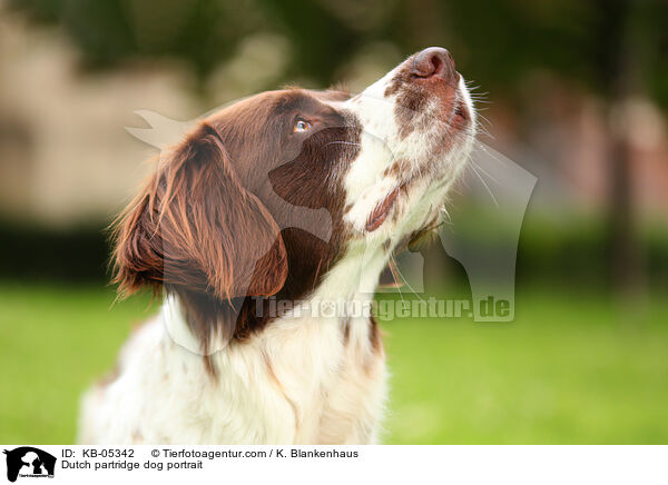 Dutch partridge dog portrait / KB-05342