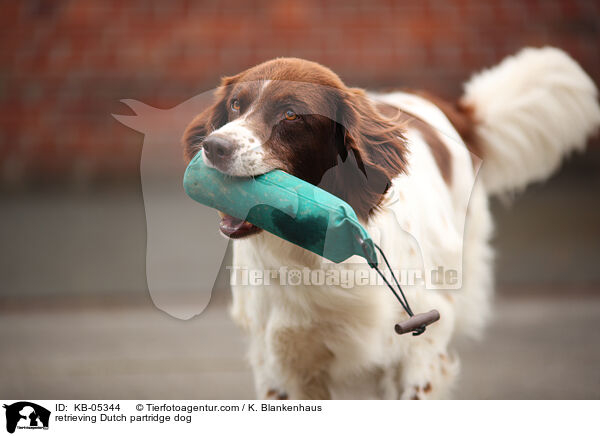 retrieving Dutch partridge dog / KB-05344
