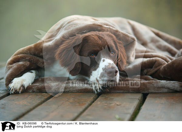 lying Dutch partridge dog / KB-06096