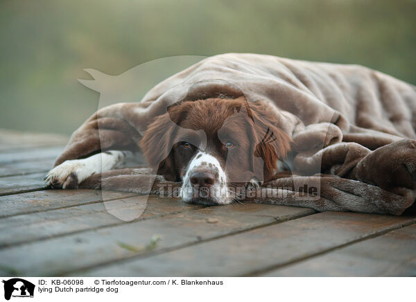 lying Dutch partridge dog / KB-06098