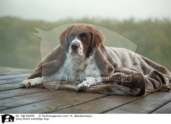 lying Dutch partridge dog / KB-06099
