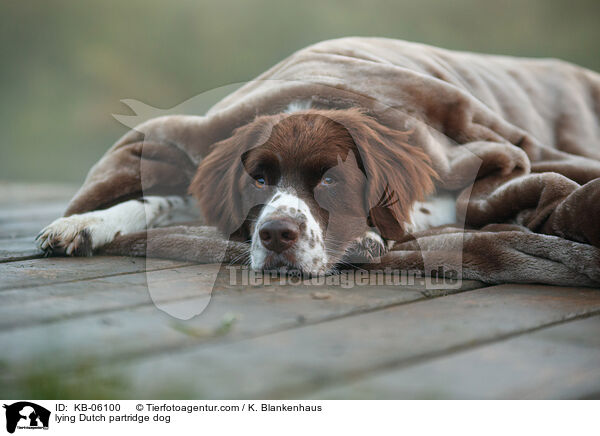 lying Dutch partridge dog / KB-06100
