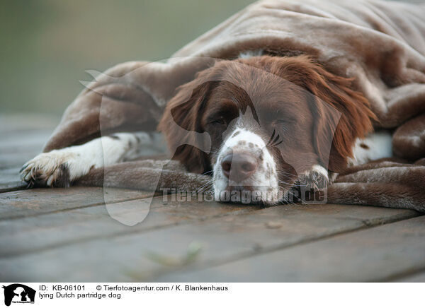 lying Dutch partridge dog / KB-06101