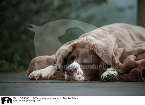 lying Dutch partridge dog / KB-06105