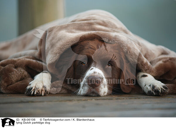 lying Dutch partridge dog / KB-06106
