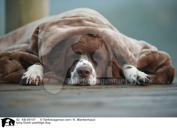 lying Dutch partridge dog / KB-06107
