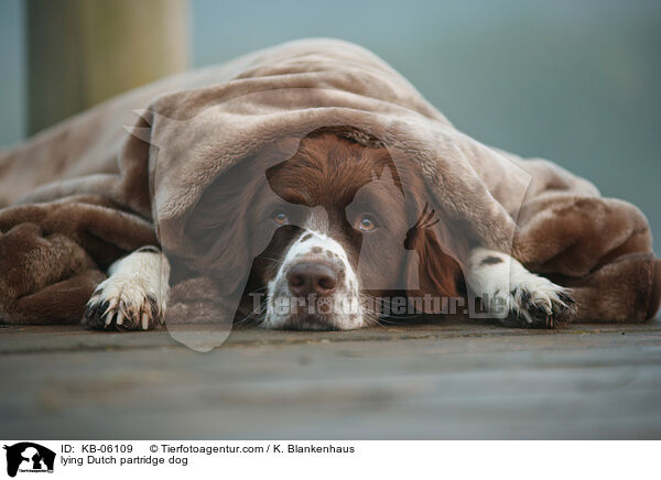 lying Dutch partridge dog / KB-06109