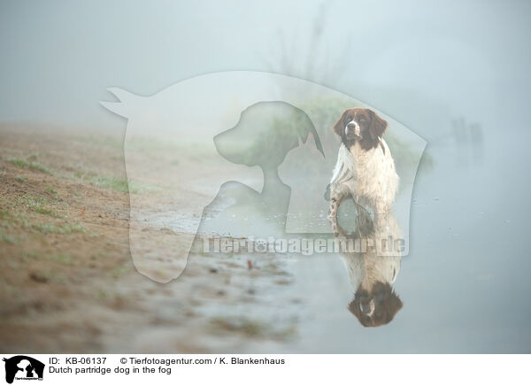 Dutch partridge dog in the fog / KB-06137