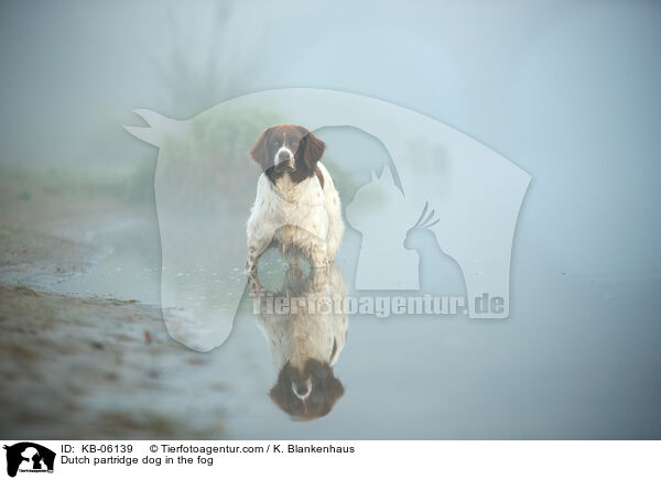 Dutch partridge dog in the fog / KB-06139