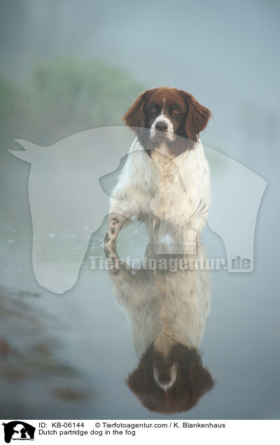 Dutch partridge dog in the fog / KB-06144
