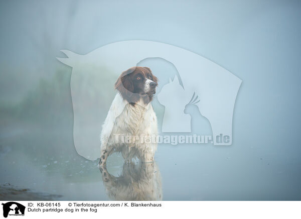 Dutch partridge dog in the fog / KB-06145