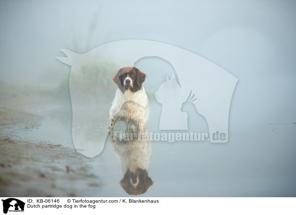 Dutch partridge dog in the fog / KB-06146