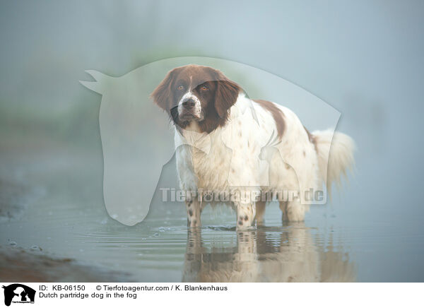 Dutch partridge dog in the fog / KB-06150