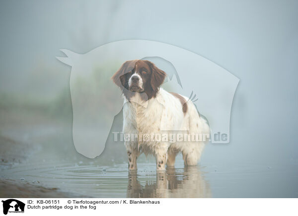 Dutch partridge dog in the fog / KB-06151