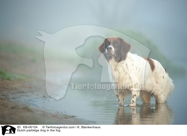 Dutch partridge dog in the fog / KB-06154