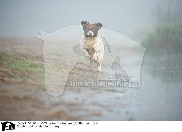 Dutch partridge dog in the fog / KB-06162