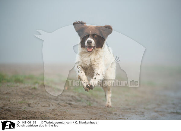 Dutch partridge dog in the fog / KB-06163