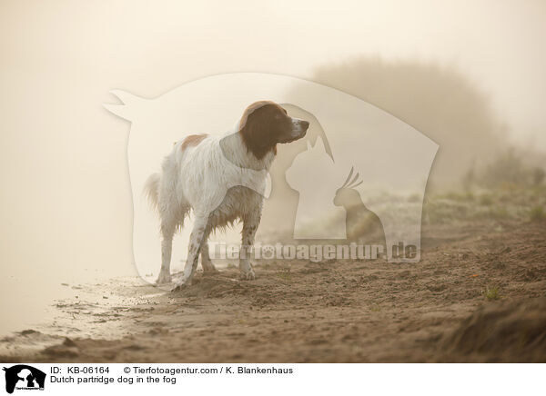 Dutch partridge dog in the fog / KB-06164