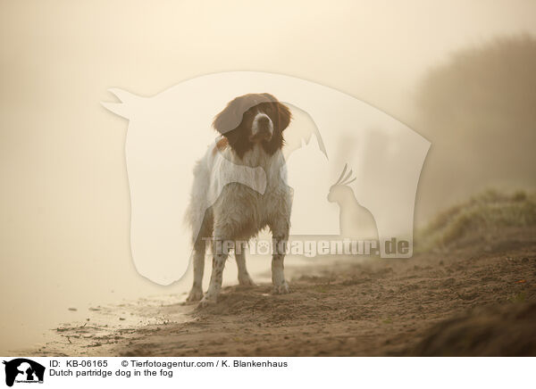 Dutch partridge dog in the fog / KB-06165