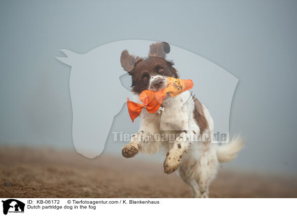 Dutch partridge dog in the fog / KB-06172