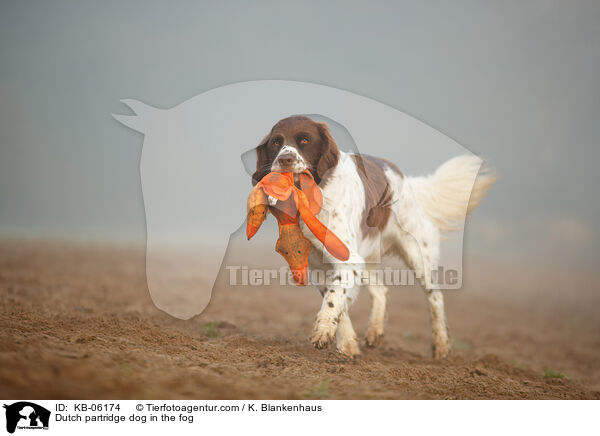 Dutch partridge dog in the fog / KB-06174