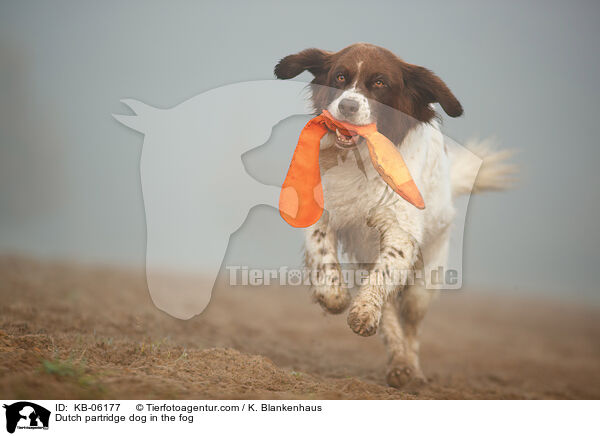 Dutch partridge dog in the fog / KB-06177