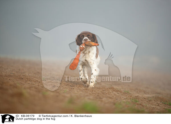 Dutch partridge dog in the fog / KB-06179