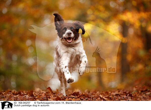 Dutch partridge dog in autumn / KB-06257