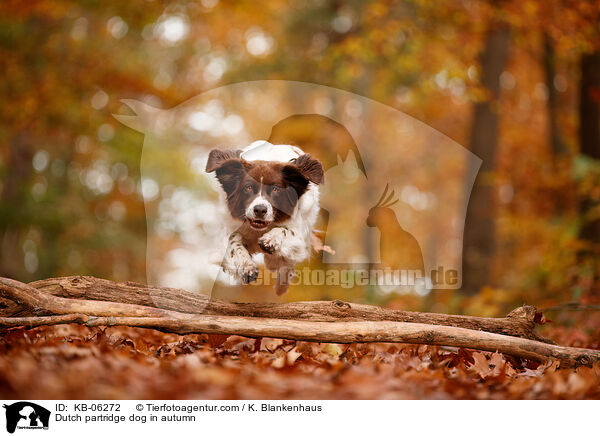 Dutch partridge dog in autumn / KB-06272