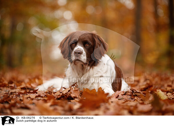 Dutch partridge dog in autumn / KB-06276
