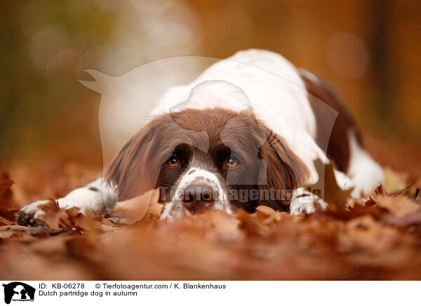 Dutch partridge dog in autumn / KB-06278