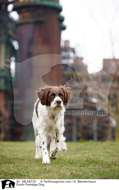 Dutch Partridge Dog / KB-06735
